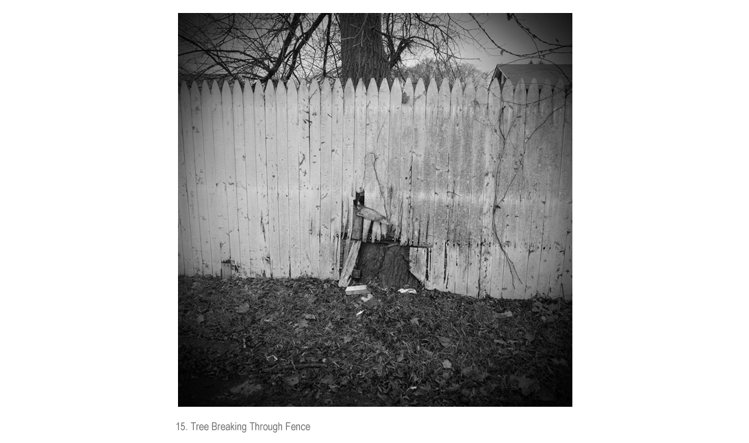 Tree Breaking Thru Fence