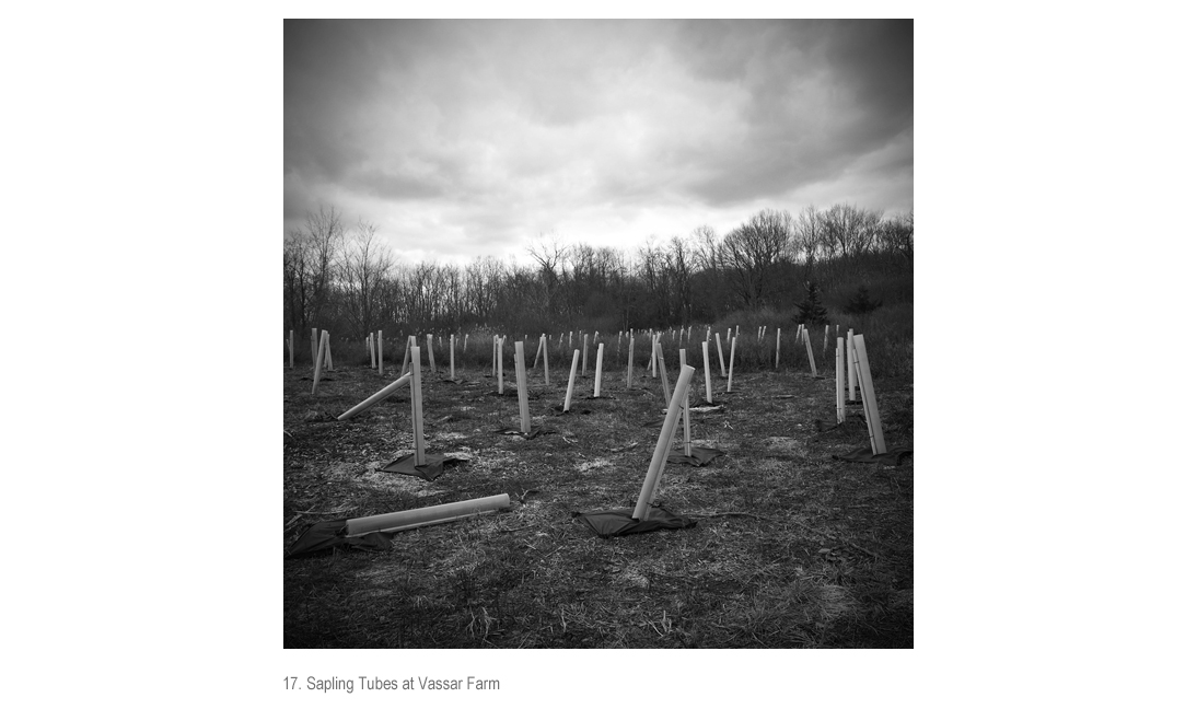 Sapling Tubes at Vassar Farm