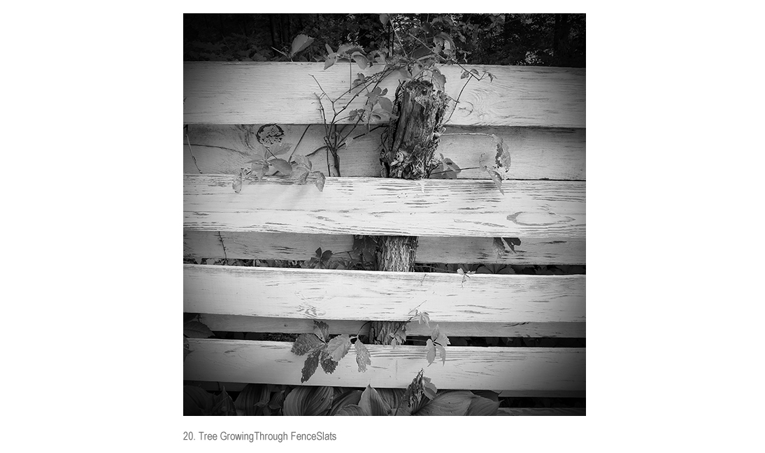 Tree Growing Thru Fence Slats