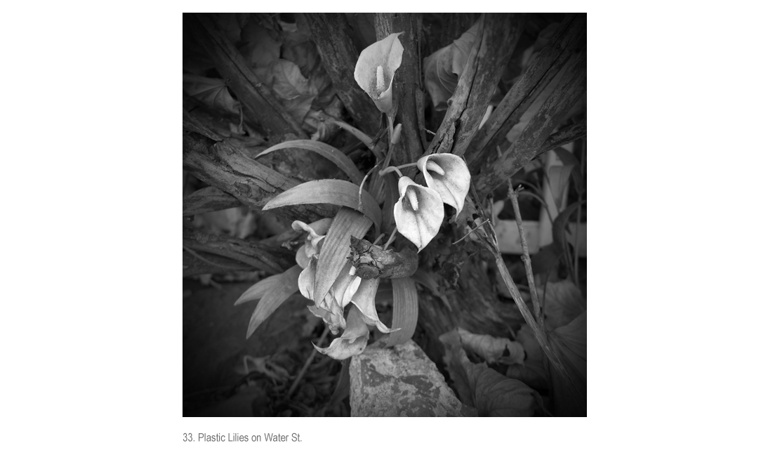 Plastic Lilies on Water St.