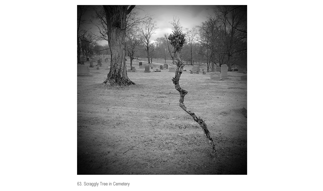 Scraggly Tree in Cemetery