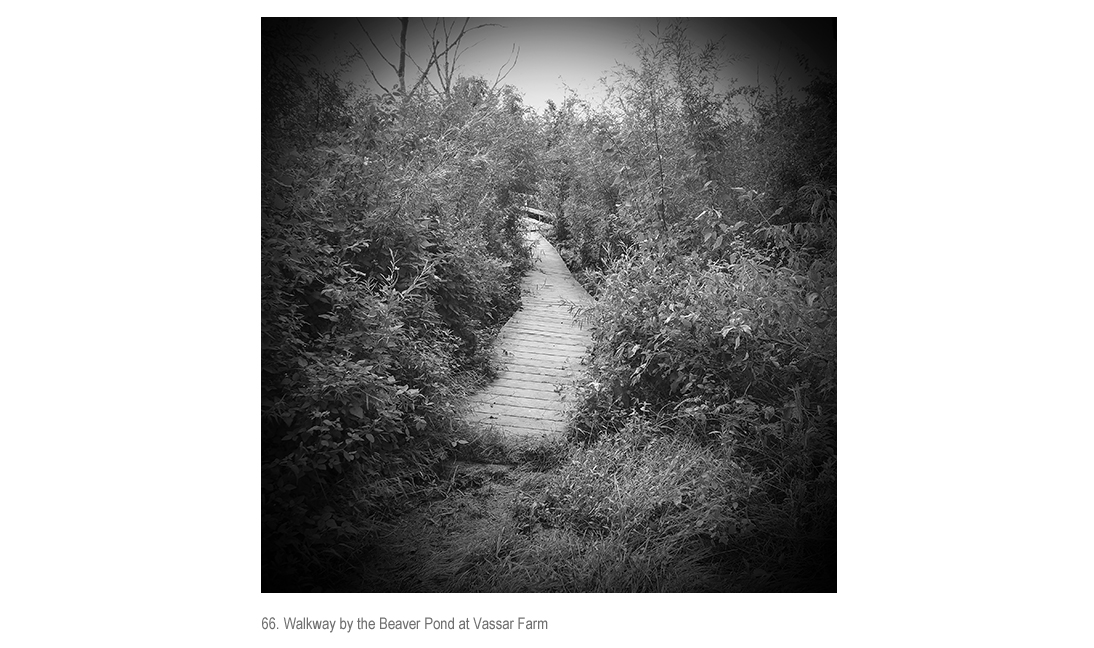 Walkway by Beaver Pond