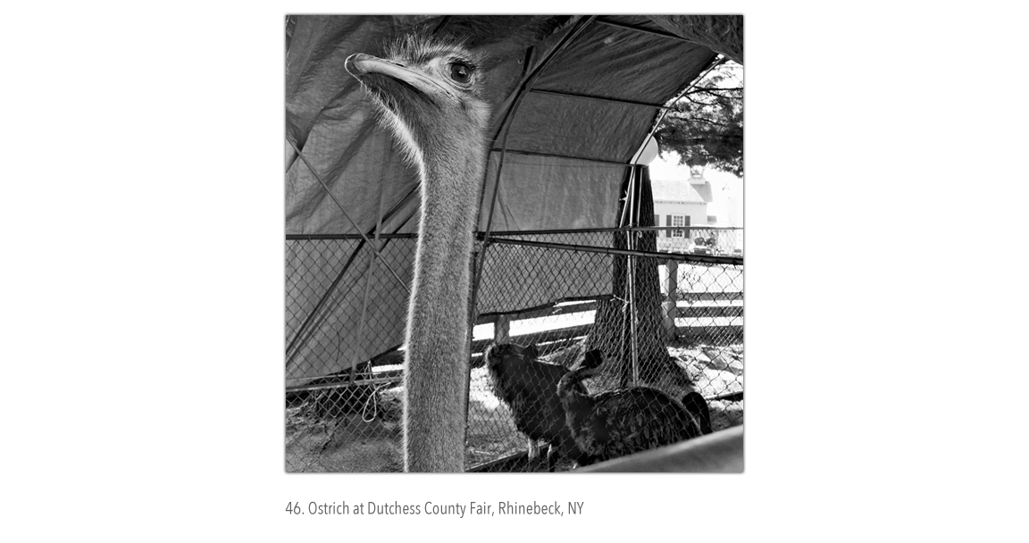 Ostrich