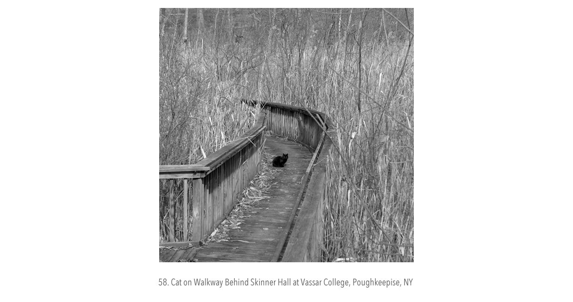 Black Cat on Walkway