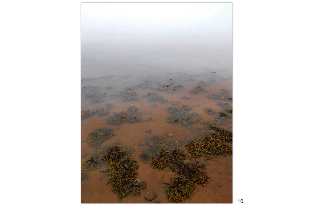 09 Walking Dunes Seaweed Bunches