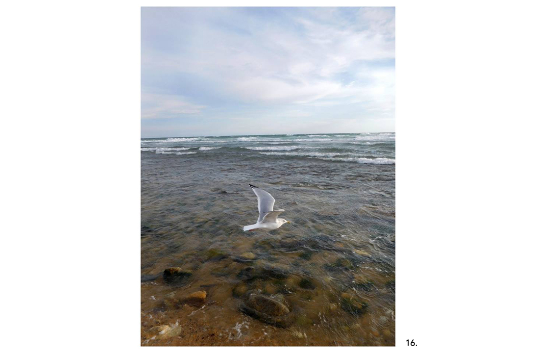 21A Ocean Seagull Near Montauk