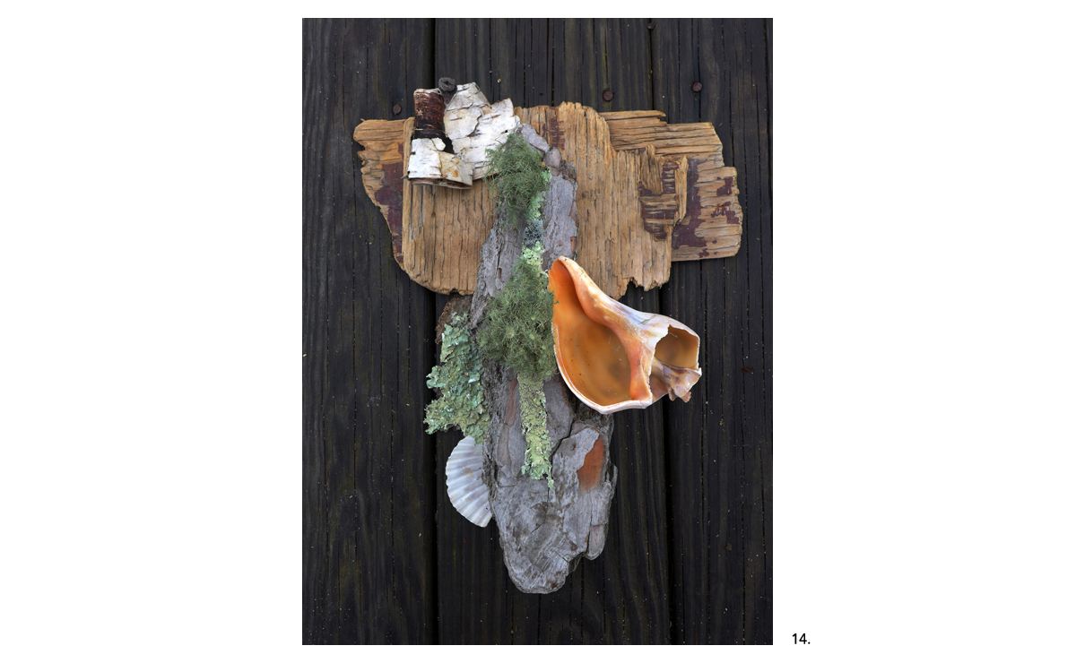 14 Lichen Stick Orange Shell Funky Board